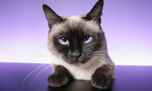 成年淡紫色暹罗猫