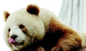 食肉目的大熊猫偏偏只爱吃竹子，原来是尝不出肉有多鲜美
