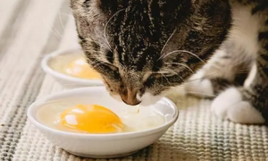 小猫能吃蛋黄吗