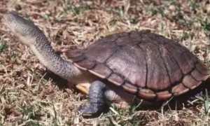 蛇颈龟最大能长多大