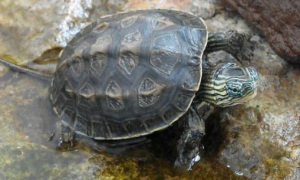 中华草龟最爱吃的10种食物