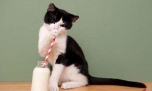 小猫可以喝牛奶吗