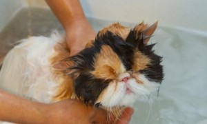 小猫可以洗澡不