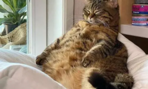 日本又一超级大胖猫“火”了，肉嘟嘟的萌翻了