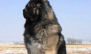 世界上最大的狗排名第一