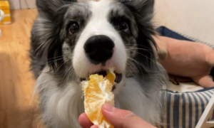 狗能吃橘子吗