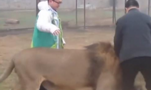 雄狮突然咬住游客的腿，饲养员一巴掌拍过去