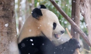 中国广阔的国家公园使在自然保护下的野生大熊猫增加