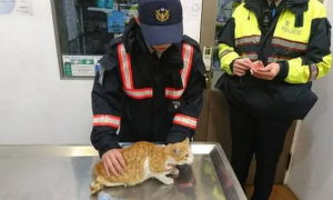 爱心警察自掏腰包，救助车祸受伤的猫