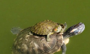 怎么判断乌龟拉肚子