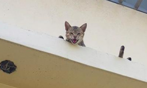 网友拿着罐罐去喂楼下的流浪猫，家猫在楼上生气看着：那是我的！