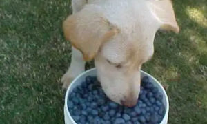 狗能不能吃蓝莓