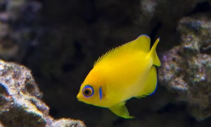 人工柠檬批海水鱼吃珊瑚吗