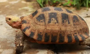 最便宜的陆龟是什么品种