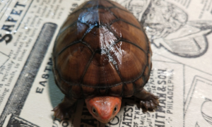 红面蛋龟能长多大