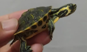 黄耳龟什么时候不冬眠？