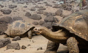 沙漠龟是国家保护动物吗