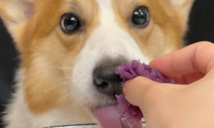狗可以吃紫薯吗