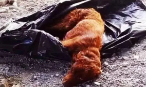 气愤！有人为了弃养狗，竟将狗狗丢入垃圾袋中，被发现后不久离去