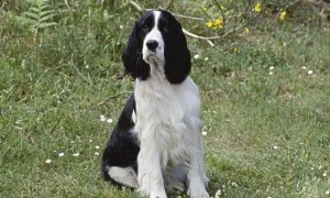 英国史宾格尔犬：为什么它是最活泼可爱的勇敢顽强运动犬之一？