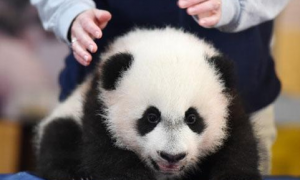 国宝大熊猫在世界上的地位如何