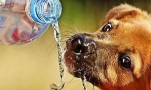 狗狗突然找水喝，不仅是“口渴”，还想告诉你这些事