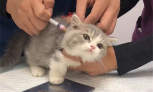 小猫第一针疫苗什么时候打