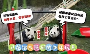 金主爸爸卫龙又送礼物了！喜提新年玩具的熊猫有多快乐？