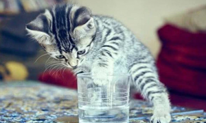 怎么训练幼猫喝水