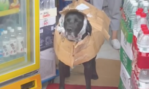 主人给狗狗自制了一件雨衣，它看起来像江湖大侠，又像是拾荒者！