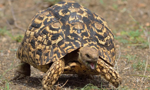 东非豹龟是保护动物吗