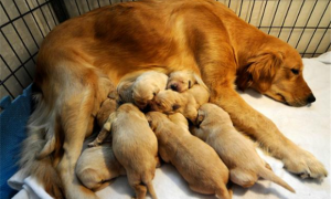 母狗怀孕多少天产仔