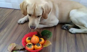 狗能吃柿子吗
