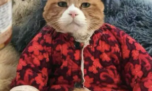 奶奶给猫咪做了件小棉衣，穿上后瞬间富态了许多