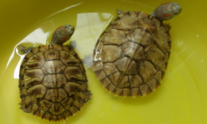 花头乌龟品种