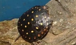 星点龟是深水龟吗
