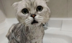 幼猫多久可以洗澡