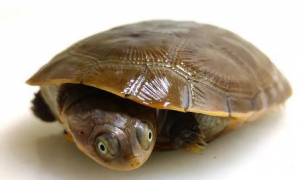 沼泽龟是保护动物吗