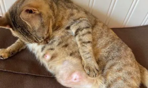 母猫乳房硬块会自己好吗