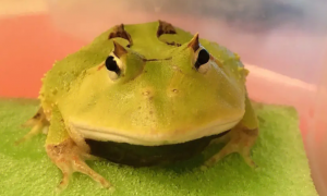 角蛙品种之一霸王角蛙