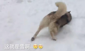 身为一只雪橇犬的二哈，平生第一次见到雪竟然是这鬼样子！