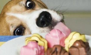 木糖醇对狗的致死剂量