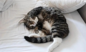 猫在床上睡觉有危害吗