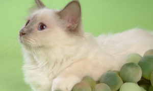 白色波斯猫价格 皇宫权贵的爱宠