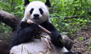 23岁大熊猫“成功”在兽舍内离世 系熊猫“花花”之母