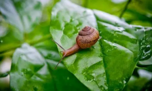 蜗牛是益虫还是害虫？蜗牛危害特点及防治措施