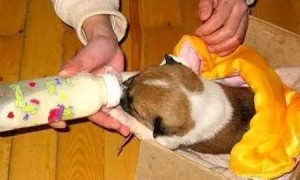 一个月幼犬喂养方法