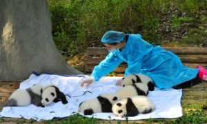 大熊猫逆袭，从濒危到易危，奇迹是如何发生的？