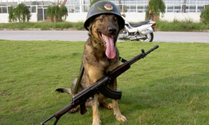 我国六大军犬 帅气的军犬图片