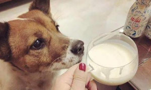 狗能吃酸奶吗